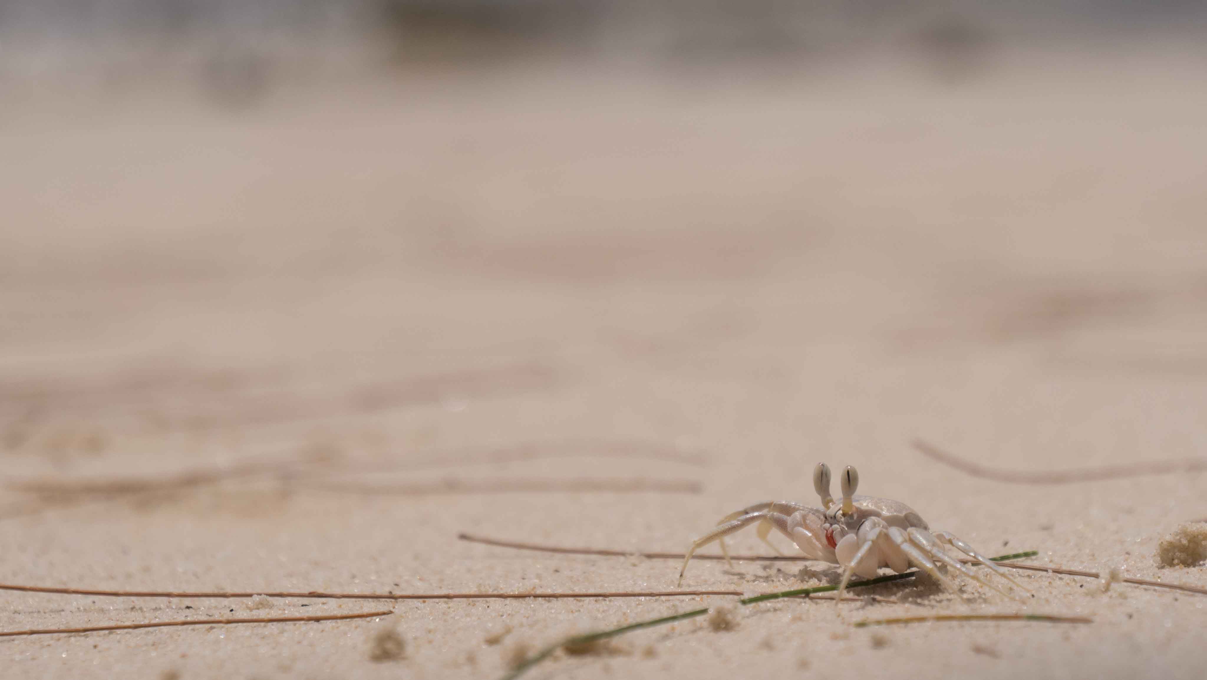 Ça bronze chez les crabes